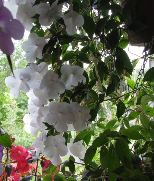 Snow Princess (2).JPG