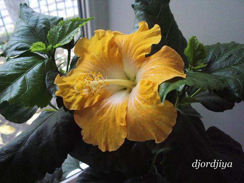 Sollero Yellow.jpg