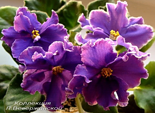 Special Treat цветы.jpg