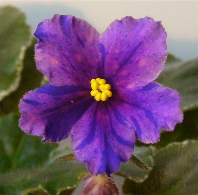 Startrik спорт..jpg