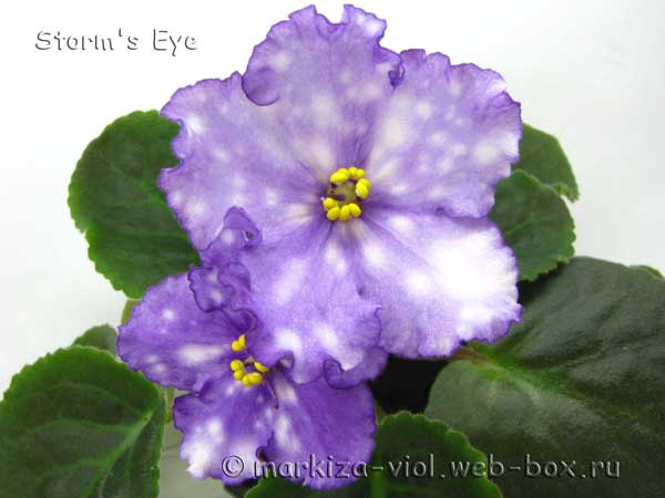 Storm's-Eye2.jpg