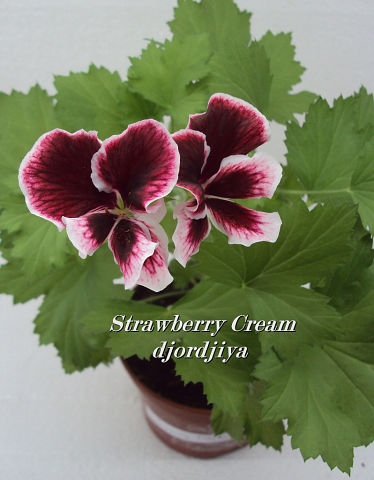 Strawberry Cream 2.jpg