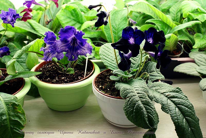 streptocarpus42_2_174_1.jpg