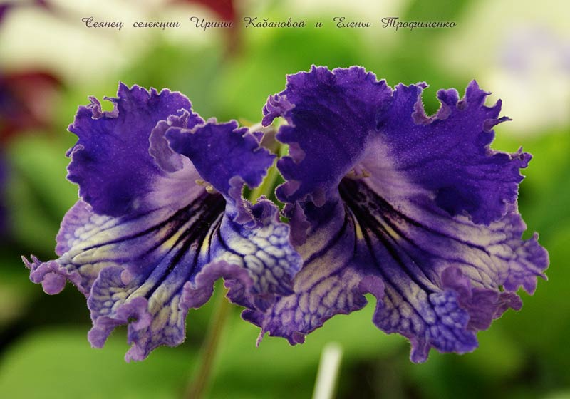 streptocarpus_174_1_1.jpg