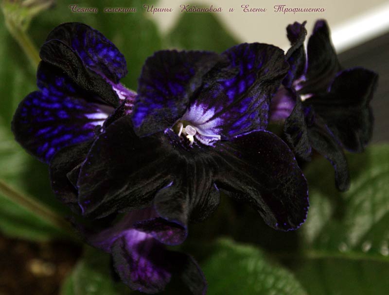 streptocarpus_black_49_2_1_2.jpg