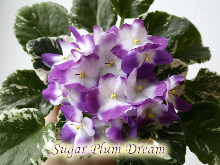 Sugar-Plum-Dream.jpg