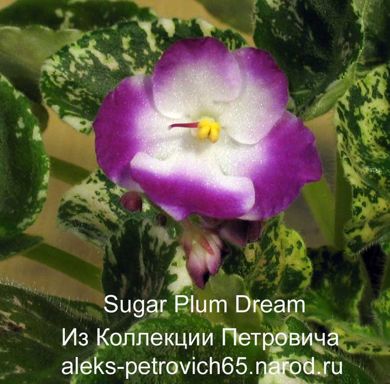 Sugar-Plum-Dream.jpg