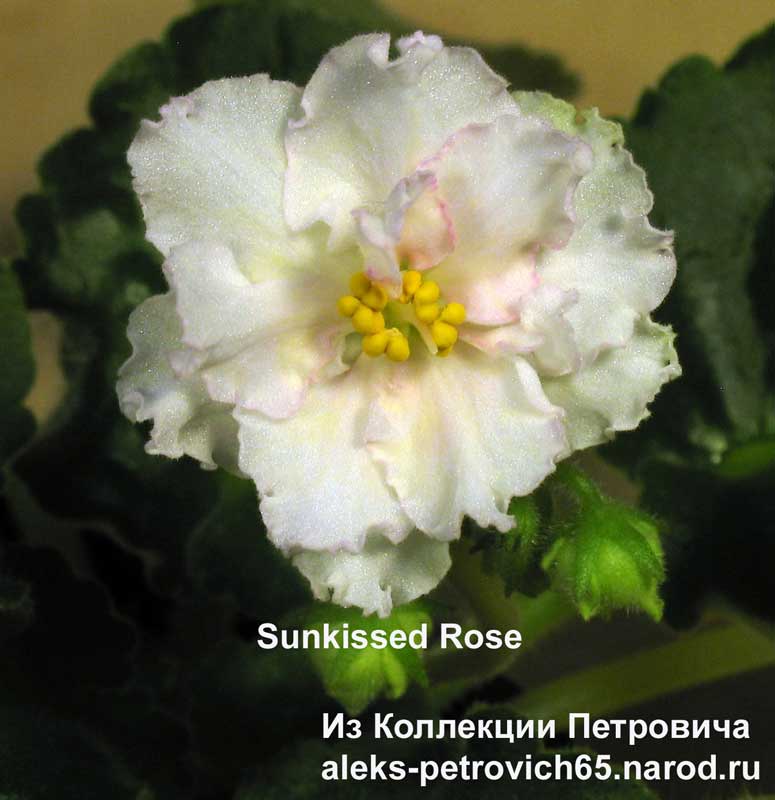 Sunkissed-Rose.jpg