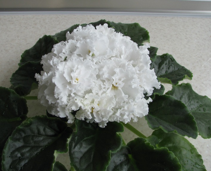 Svadebnyy Buket (2).JPG