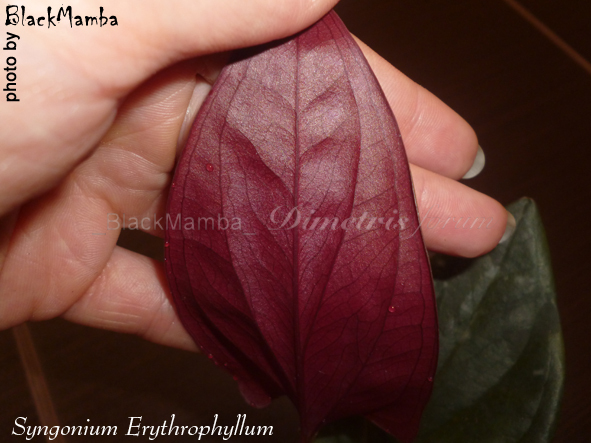 Syngonium Erythrophyllum1.jpg