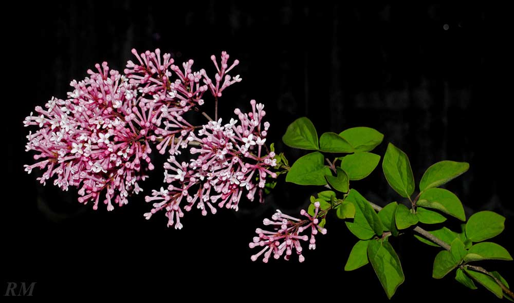 Syringa-velutina2.jpg
