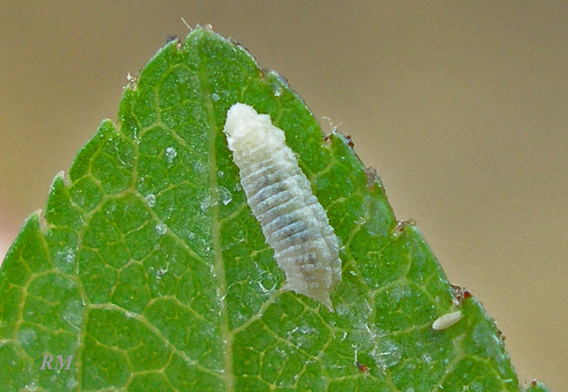 Syrphidae1.jpg