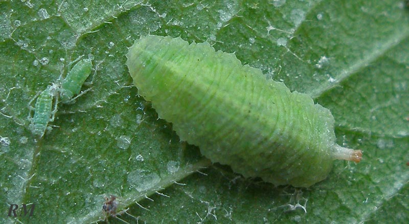 Syrphidae3.jpg