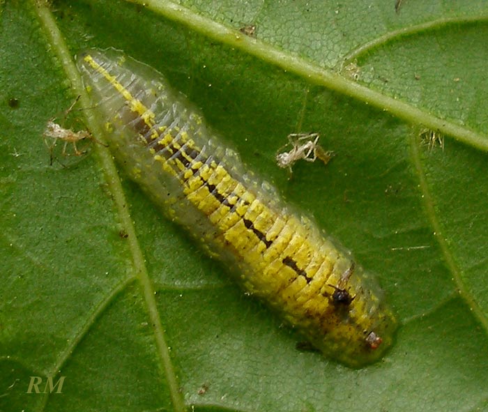 Syrphidae4.jpg