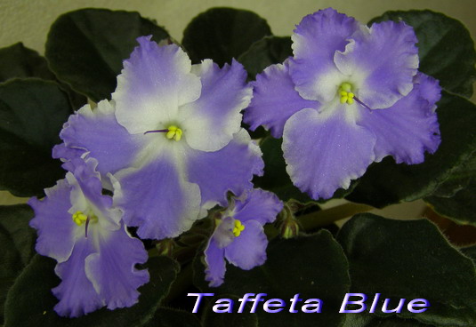 Taffeta Blue.jpg