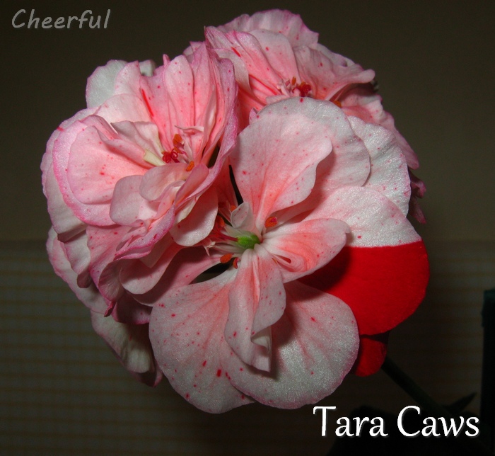 tara caws 04.02.16 2.JPG