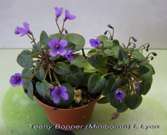 Teeny Bopper(Minibomb) L.Lyon_1_.jpg