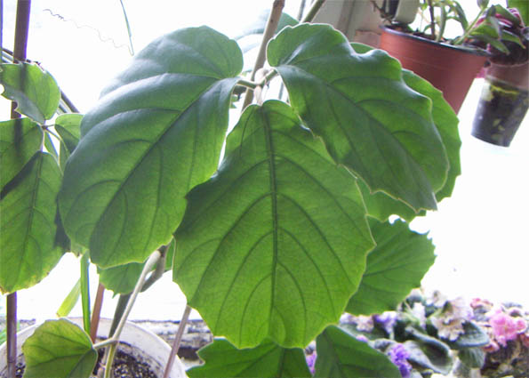 Tetrastigma1.jpg