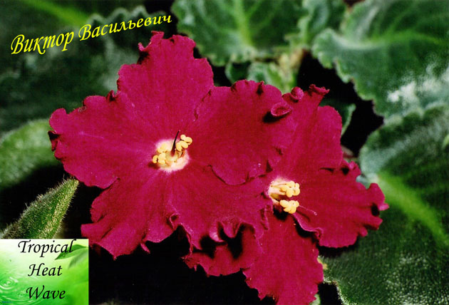 Tropical Heat Wave.jpg