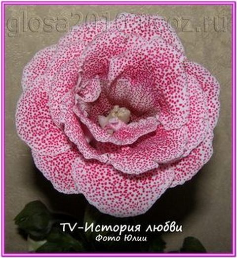 TV_Istoria_love22222.jpg