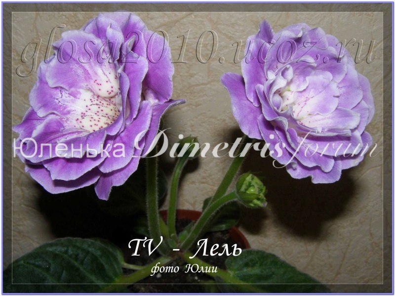 TV_Lel_2015_2.jpg