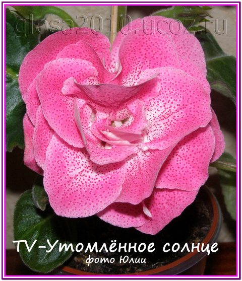 TV_utom_sonze_32222.jpg