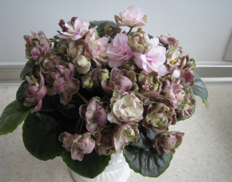 TV-Zhemchuzhina Nila (2).JPG