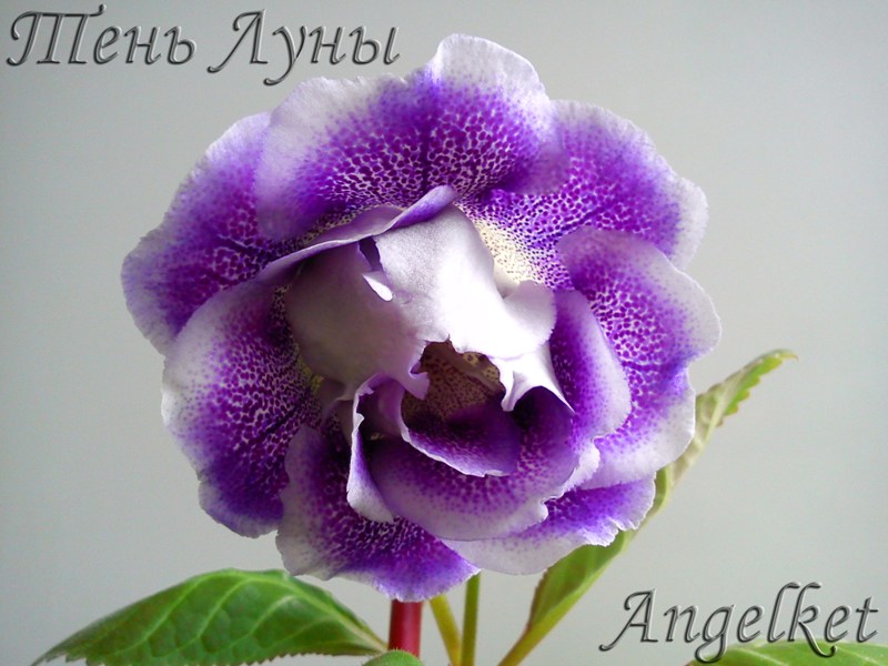 Тень Луны1.jpg