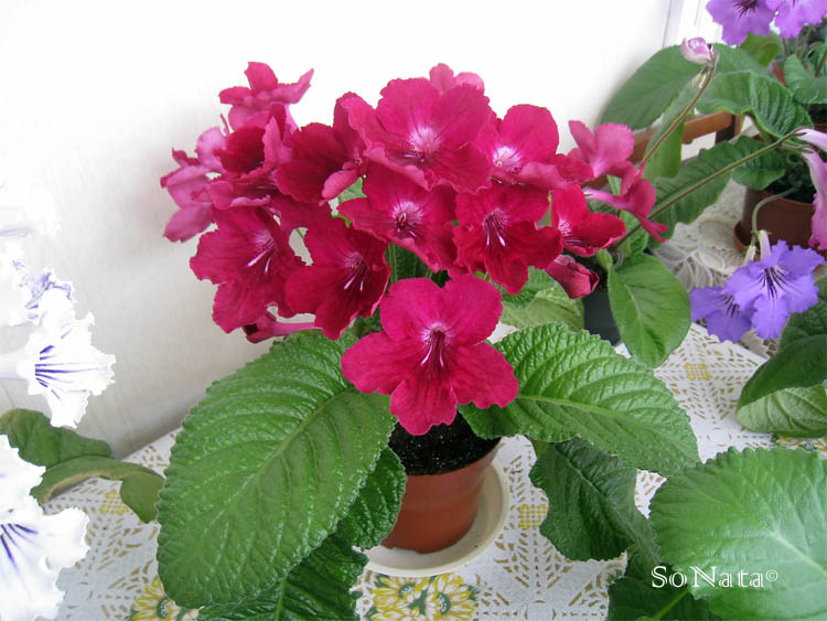 Зорька Алая.jpg