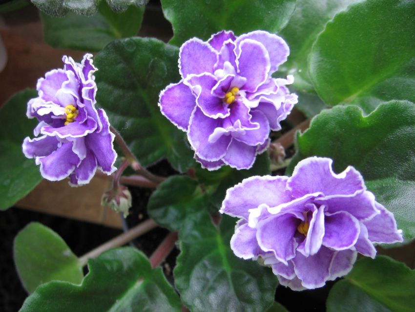 Ultra Violet Nebula_6416.jpg