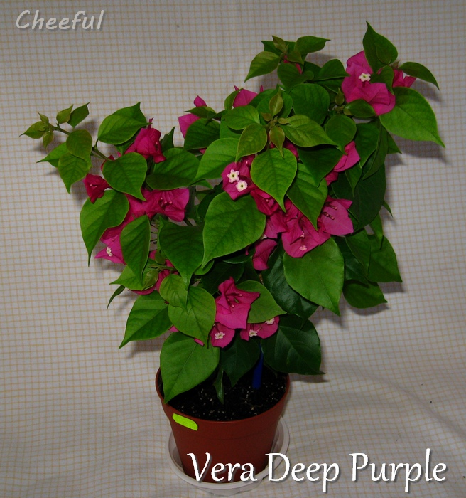 vera deep purple 21.09.15.jpg