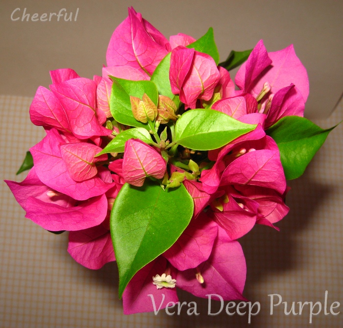 vera deep purple 31.07.15 2.jpg