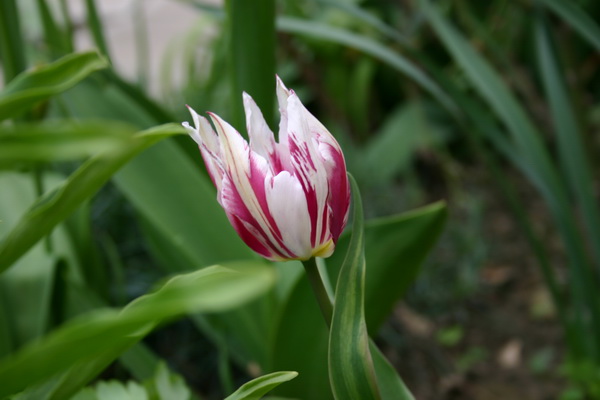 vesna2008 032_измен.размер.jpg