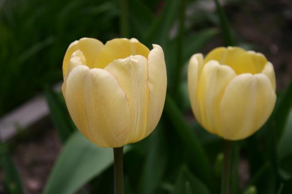 vesna2008 038_измен.размер.jpg