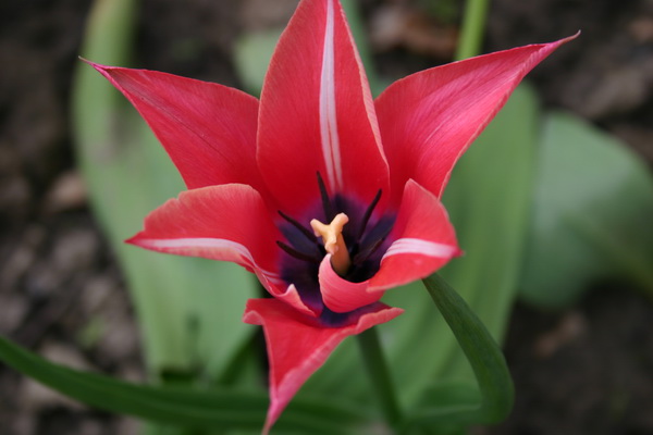 vesna2008 040_измен.размер.jpg