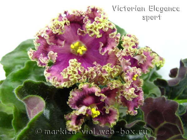 Victorian-Elegance-sport.jpg