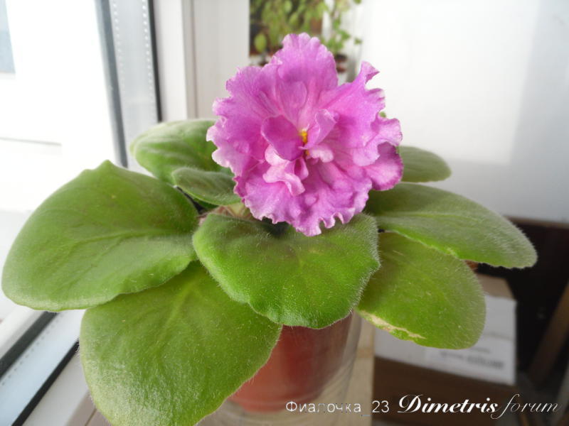 VM-Алёна сеянец2.jpg