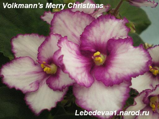 Volkmann's Merry Christmas (1) 20-20 .JPG