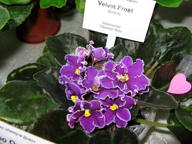 Vyst-8-043.jpg