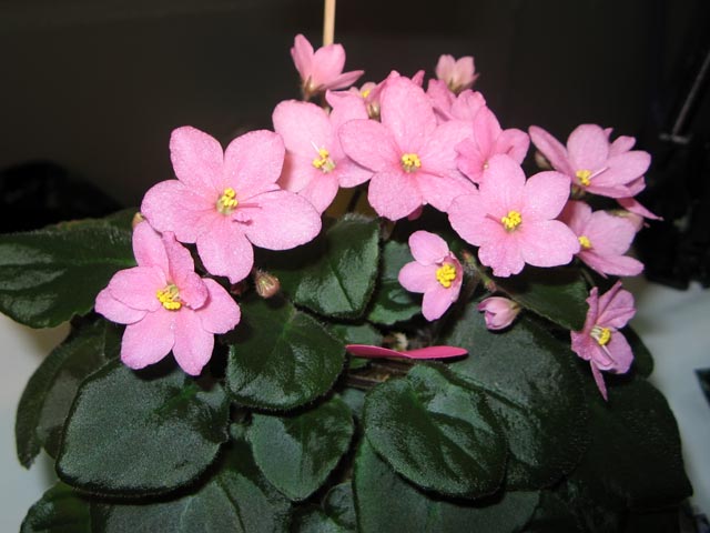 Vyst-8-197.jpg