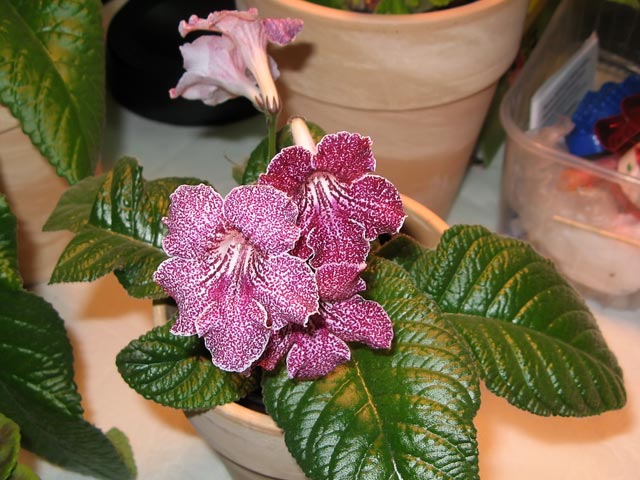 Vyst-8-230.jpg