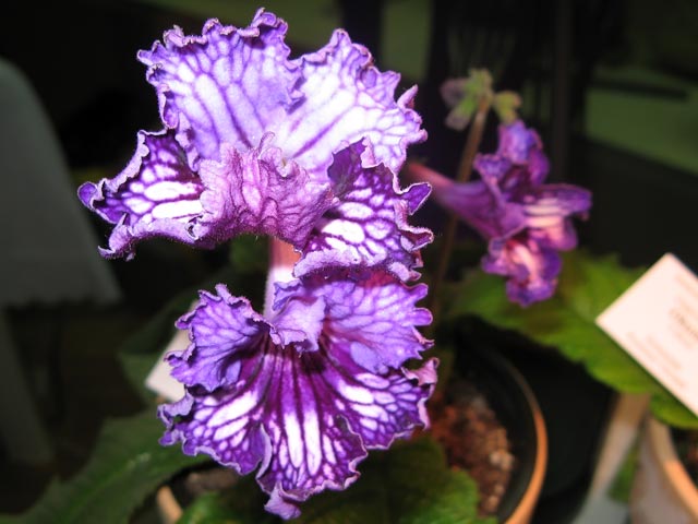Vyst-8-234.jpg