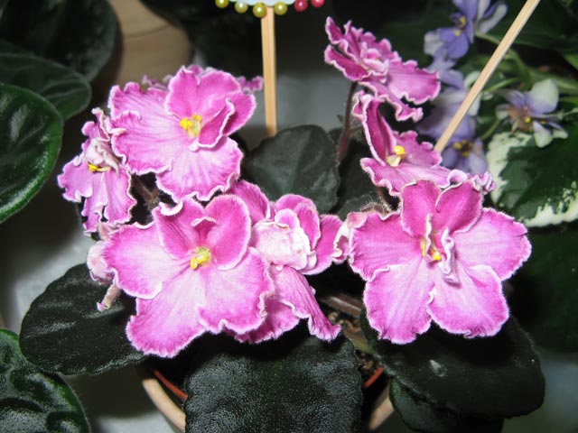 Vyst-8_2-025.jpg