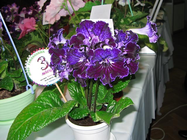 Vyst-8_2-050.jpg