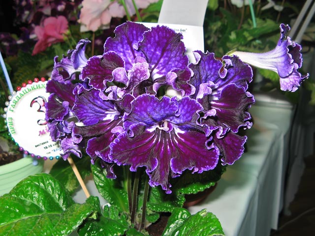 Vyst-8_2-051.jpg