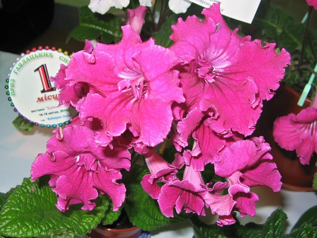 Vyst-8_2-053.jpg