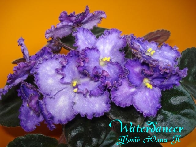 Waterdancer (Sorano).jpg