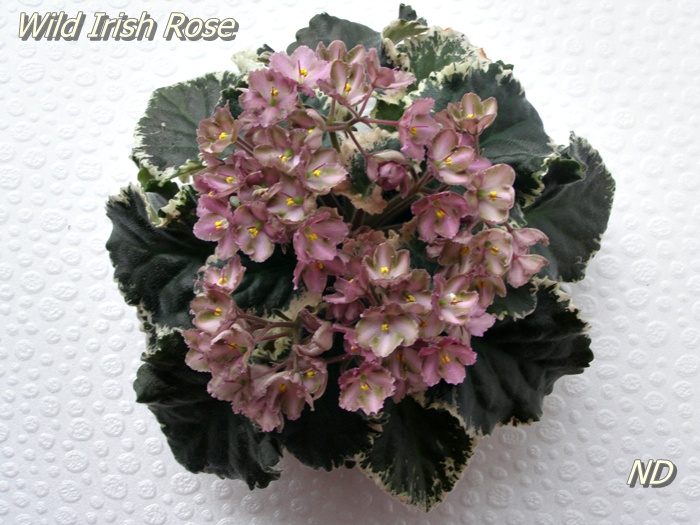 Wild Irish Rose3.JPG