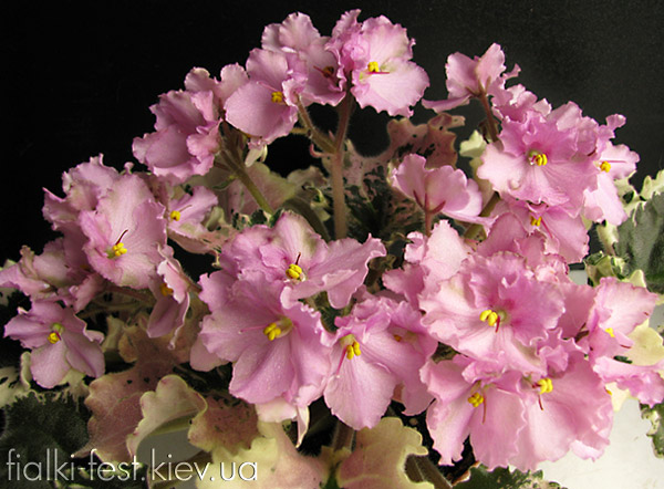 Wild-irish-rose_1.jpg
