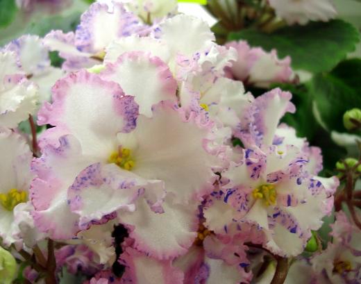 Winter Parasol Елена Плессер DSC09960-1.JPG